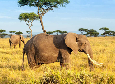 3days-kenya-safari